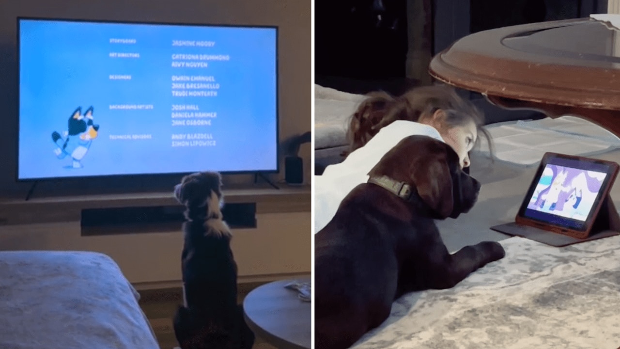 Videos for dogs to watch on tv hot sale