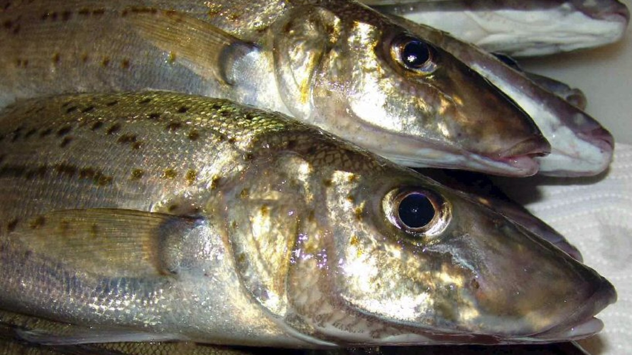 King George whiting caught in Port Phillip and Western Port | The ...