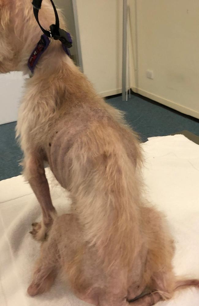 The elderly dog was sickly thin when he arrived at the shelter. Picture: AAPS