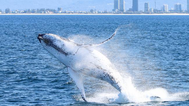 Whales spotted from Sea World Cruises over the weekend. Picture: Supplied