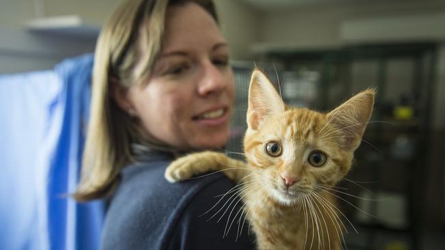 Megan Pritchard from Coldstream Animal Aid has cleared out the cattery. Picture: Eugene Hyland