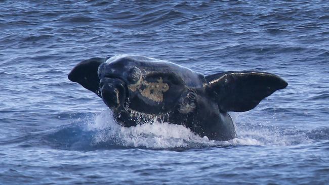 A young calf having fun jumping out of the water off Logans Beach. Picture: David Caird