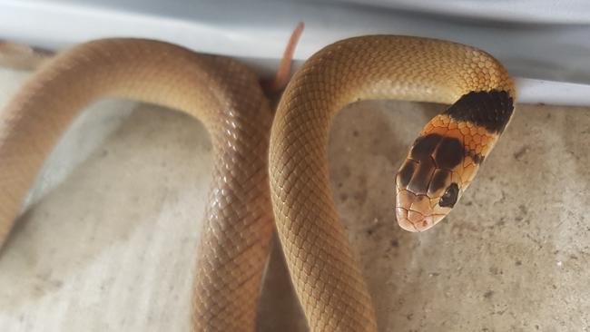 A juvenile Eastern Brown snake.