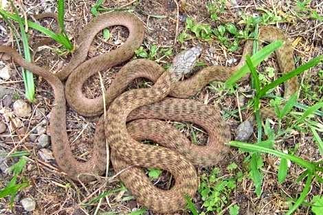 Photos: Snakes Of The Fraser Coast, What To Watch Out For 