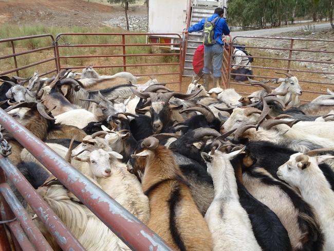 first ever commercial muster of feral goats in the Adelaide Hills, with about 1000 animals being caught., ,  , , The muster was done after goats were eating crops, vines and pastures, and decimating native vegetation trying to re-grow after the Cudlee Creek fires - Picture Hills and Fleurieu Landscape Board