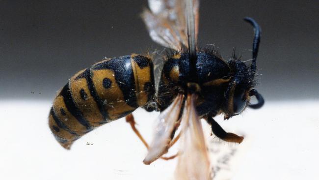 A pinned European wasp at the SA Museum, 22 Mar 1994. Picture: File.