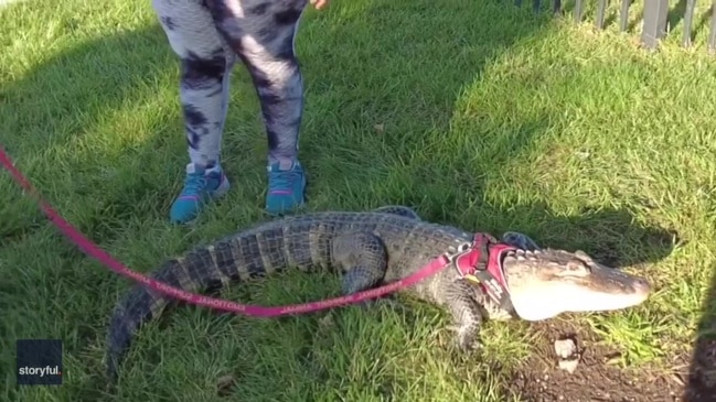 Fan who tried to bring emotional support alligator denied entry into  Phillies game