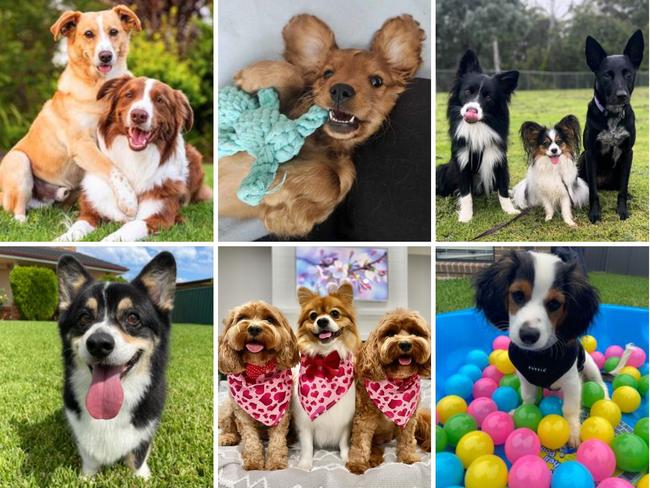 The search to find The Hills' cutest dog has officially begun. Cast your vote on our finalists, now!