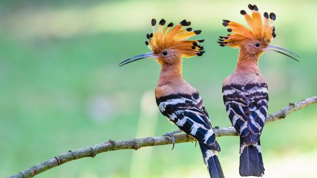 Two Common Hoopes. Picture: Supplied/World of Birds