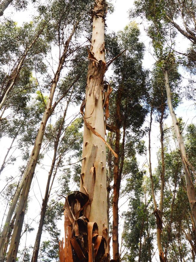 Bluegums ready for harvest on Kangaroo Island’s Plantation Timbers’ Kellendale property. Picture: Supplied