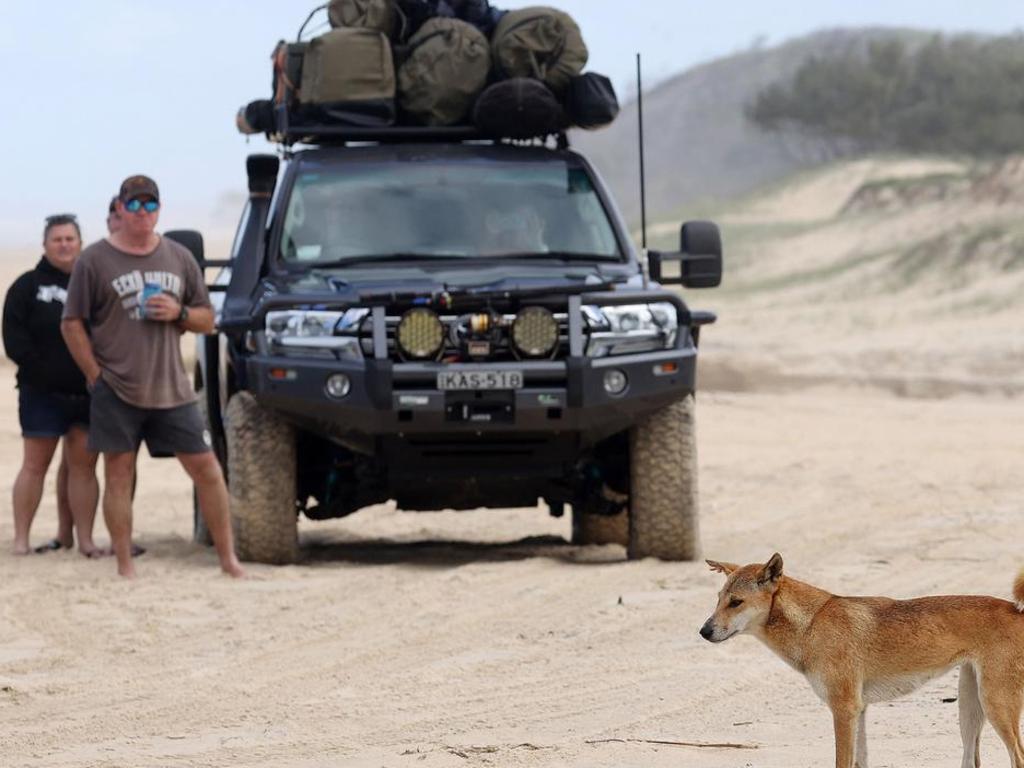 Tourists observe a dingo on K’gari.