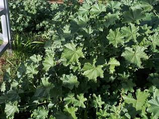 Warning issued after horses die eating toxic plant