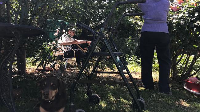 Bella the 3-year-old rescue Kelpie helps out in the garden. Picture: Graeme Cook
