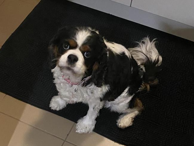 8-year-old King Charles Cavalier is missing from the Gold Coast after a break-in.