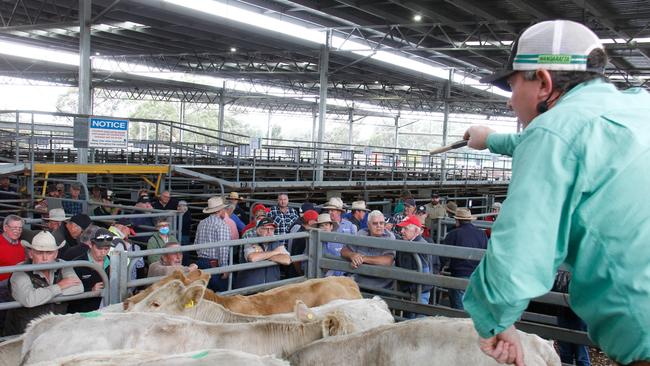 Nutrien auctioneer Daniel Fischer selling cattle at a previous sale.