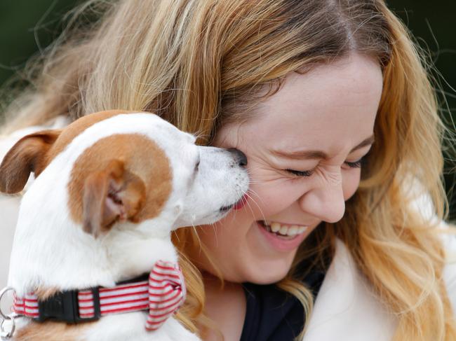 EMBARGOED .. DO NOT USE WITHOUT SPEAKING TO Daily Telegraph Online Picture Editor, Nicholas Eagar .. Henry the Jack Russell Terrier is a Delta Society Therapy dog volunteer and volunteers along with his owner Elle Morgan-Thomas. Elle and Henry volunteer every Saturday at the nearby nursing home, Opal Windward Manor. Pic: Luke Drew