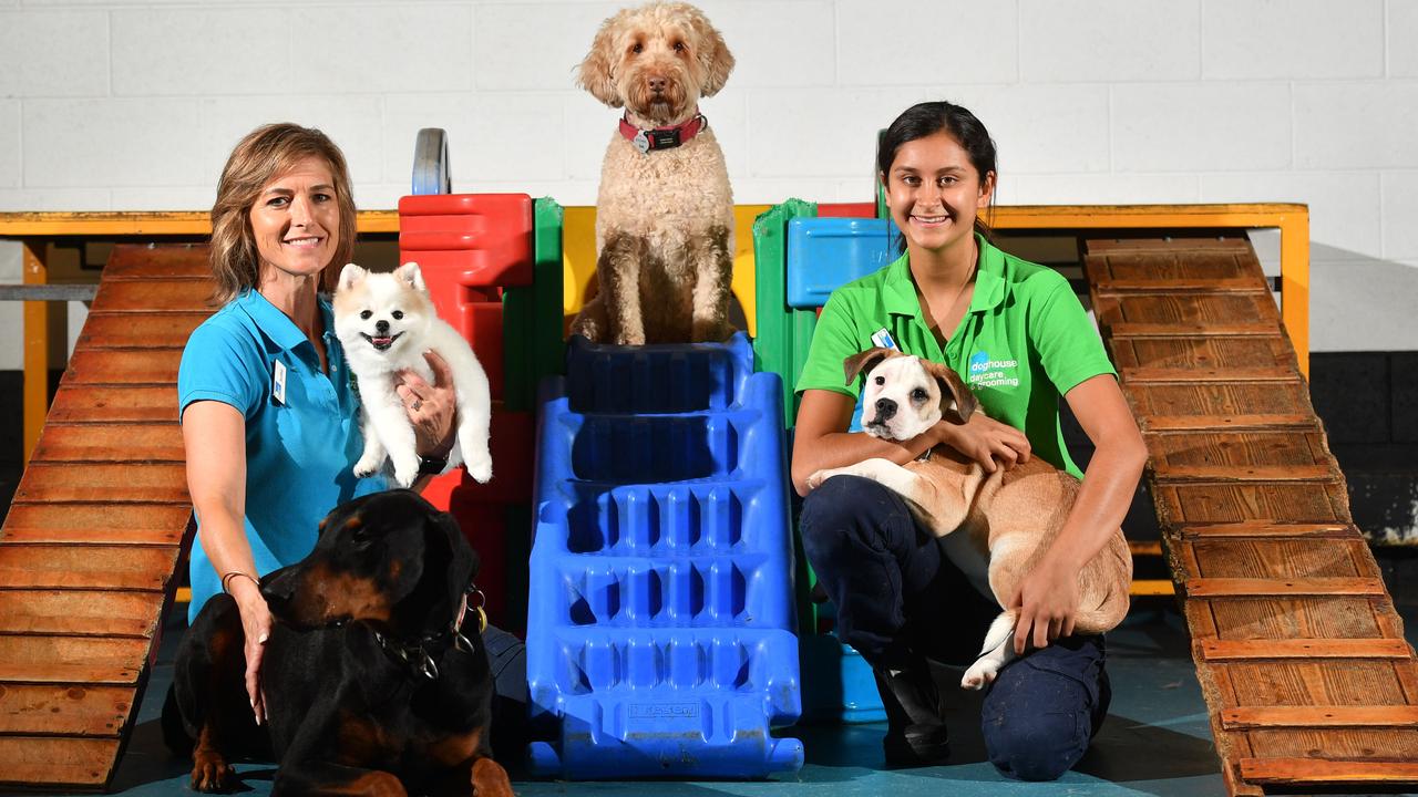 Doghouse Daycare’s Robbie Bache and Gabby Tornquist with Zac, Poky, Lenny and Gus. Picture: Keryn Stevens