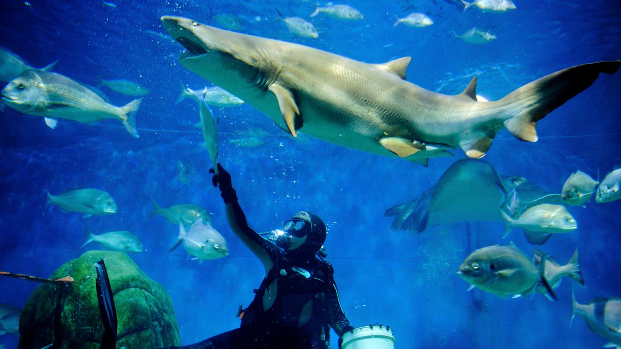 Shark Dive Experience At SEA LIFE Melbourne Aquarium 2023, 59% OFF