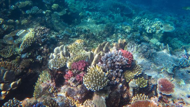 The northern and central Great Barrier Reef have recorded their highest amount of coral cover since the Australian Institute of Marine Science (AIMS) began monitoring 36 years ago. Picture: AIMS