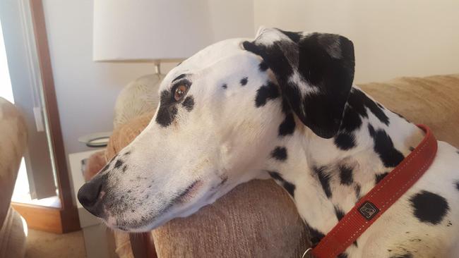 Dalmatian Rooney, 7, had to be put down. He lost half his body weight after eating Advance Dermocare.