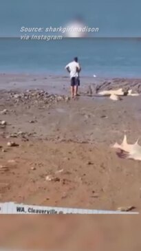 Sawfish carcasses dumped near WA creek