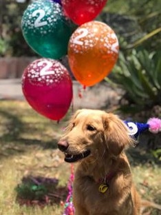 Happy birthday Maggie, who just turned 2! Submitted by Toni Taylor.