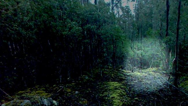 What could be a living Tasmanian tiger on a bush track near Maydena