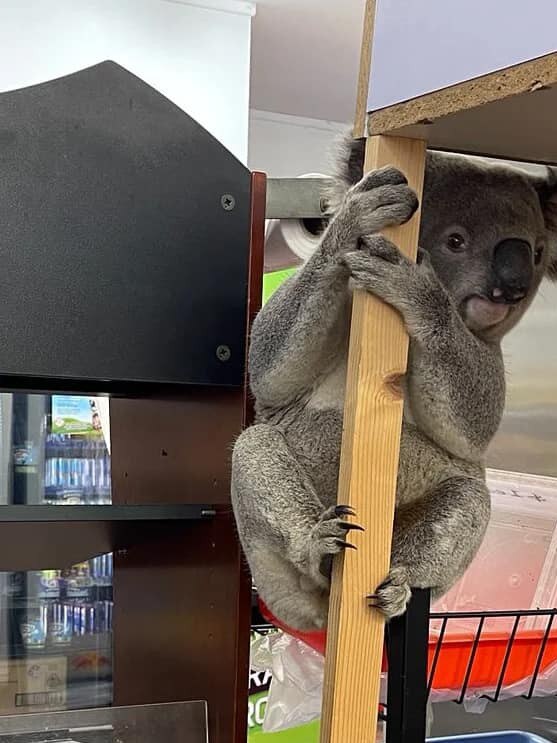 Orchid Callum inside the Shelley Beach Store. Pic supplied