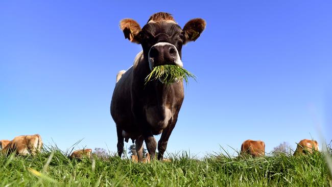 Fonterra has cut its forecast payments to dairy farmers. Picture: William West / AFP.