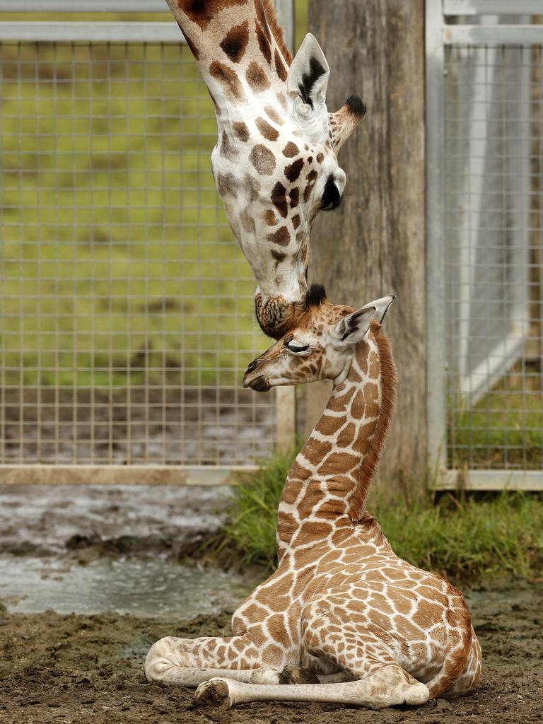 Giraffe Oni with her first baby, a 4-week-old boy at the Mogo Wildlife Park. Picture: Jonathan Ng