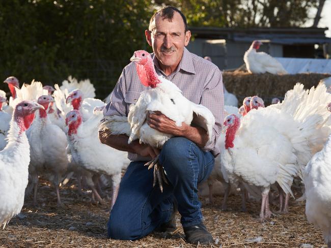 John Holland poses for a picture with his Turkeys in Murray Bridge East, ahead of the Christmas holidays, Wednesday, Dec. 11, 2019. Picture: MATT LOXTON