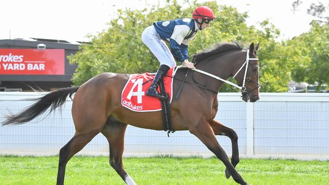 Ron Dufficy is keen to back Birdman in the final race on the card at Royal Randwick on Saturday. Picture: Pat Scala / Racing Photos