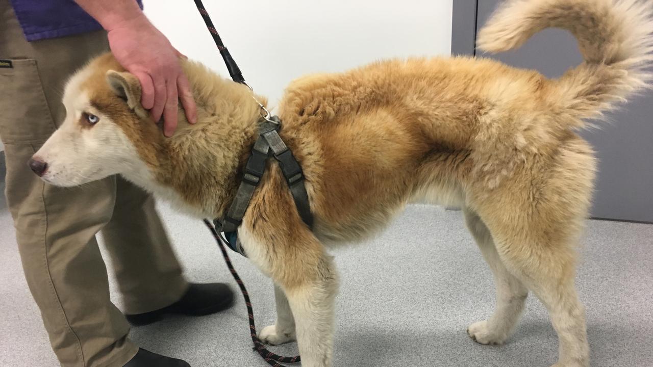 Blizzard the Siberian husky was malnourished and had been suffering for weeks from lack of food when RSPCA inspectors found him at Bridgewater in September 2017. He was nursed back to health by the Claremont Veterinary Surgery. Blizzard's owner was found guilty of animal cruelty. PICTURES: RSPCA Tasmania