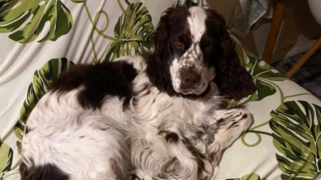 Cooper got himself into trouble after chasing seagulls into the ocean on Saturday. Picture: Facebook