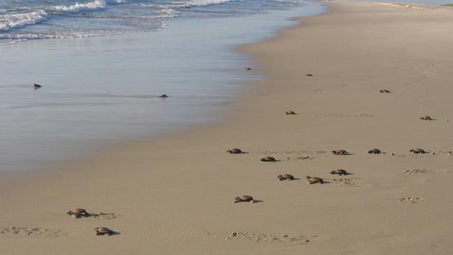 Hatchlings making their way to the sea at Bribie Island. Picture Diane Oxenford