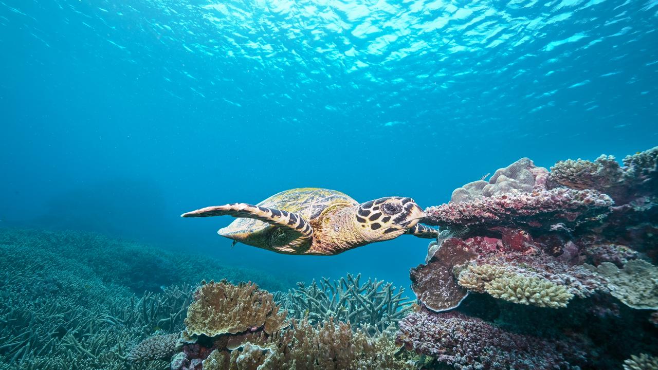 Turtle on the Great Barrier Reef.