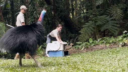 Cassowaries can inflict serious injuries to people and pets by kicking out with their large, clawed feet. DESI warn the public to never approach cassowaries. Picture: Supplied.