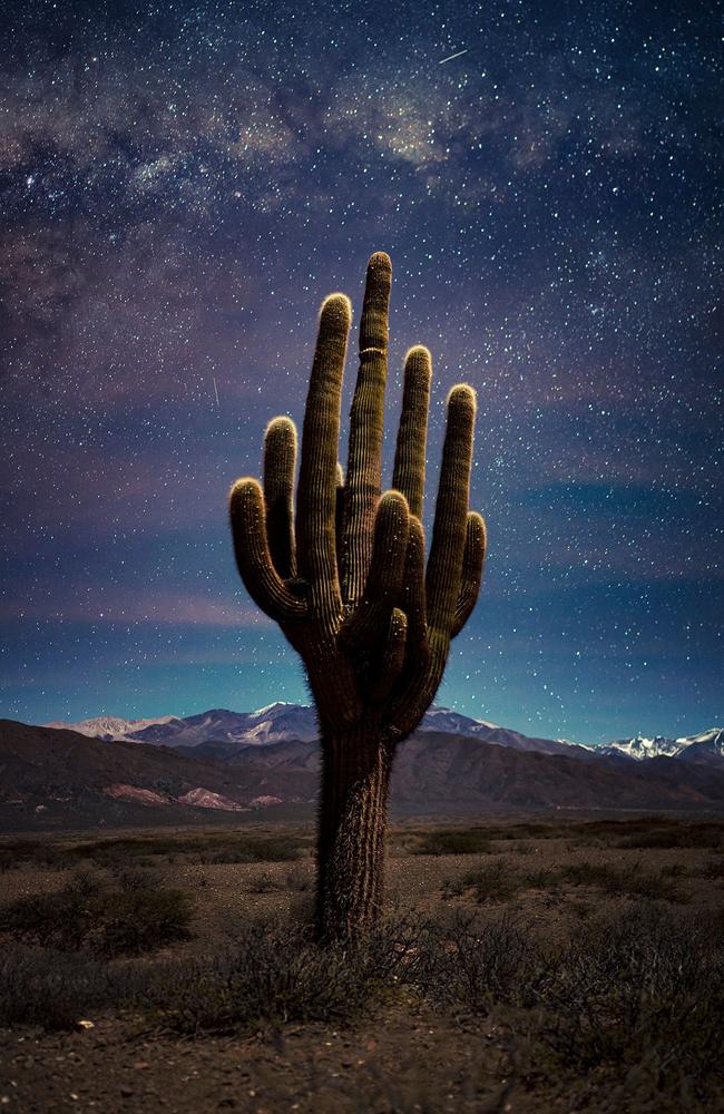 El Cardon cactus, a symbol of reverence for native peoples in northwestern Argentina, under the enchanting glow of the moon. Picture: Jose Pereyra Lucena/TNC Photo Contest 2023