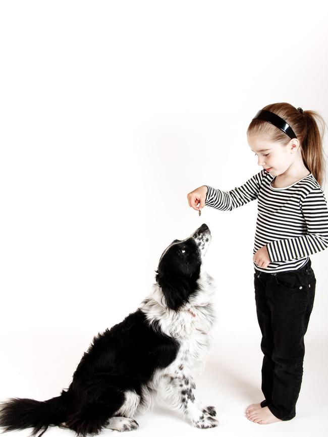 Training early on will help pets settle into family life.
