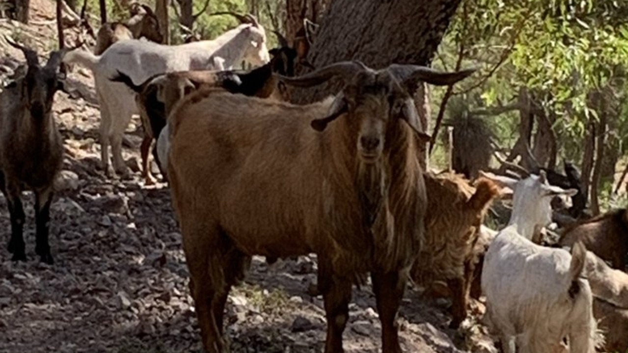 The herd of 57 goats were last seen at a property in Adelaide Park, in central Queensland.