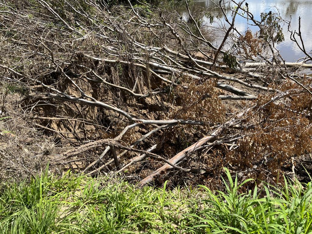 Vegetation falling into the Mary River because of erosion caused by the flooding.