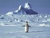 FILE - In this undated file photo, a lonely penguin appears in Antarctica during the southern hemisphere's summer season. The temperature in northern Antarctica hit nearly 65 degrees (18.3 degrees Celsius), a likely heat record on the continent best known for snow, ice, and penguins. The reading was taken Thursday, Feb. 5, 2020 at an Argentine research base and still needs to be verified by the World Meteorological Organization. (AP Photo/Rodrigo Jana, File)