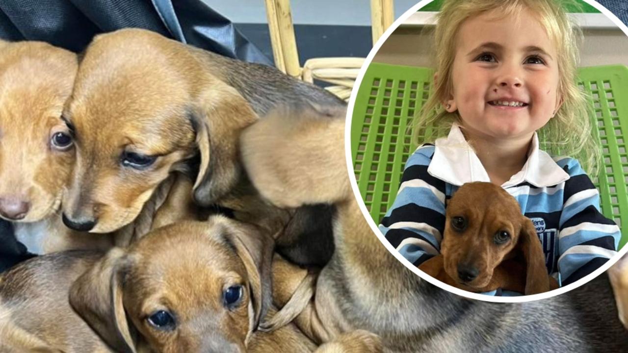 Animal shelter in meltdown as dachshund pups up for grabs