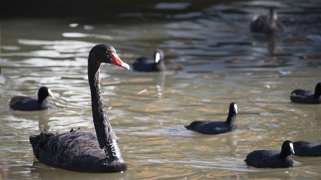 Black swans on Edwardes Lake, Reservoir, where recreational fishing is prohibited by order of Darebin City Council. Picture: Ellen Smith