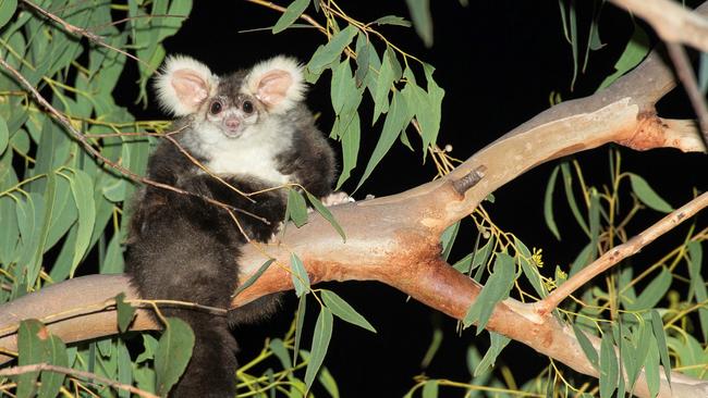 A greater glider. Photo: Matt Wright