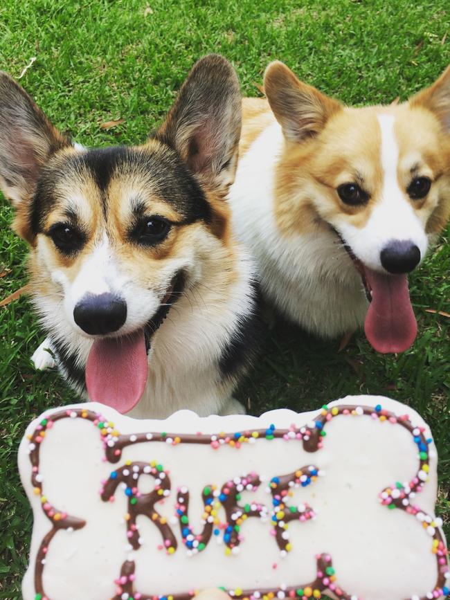 Walter and Frankie: The Pembroke Corgi siblings love long walks on the beach, being friendly to humans and jumping higher than expected for licks.
