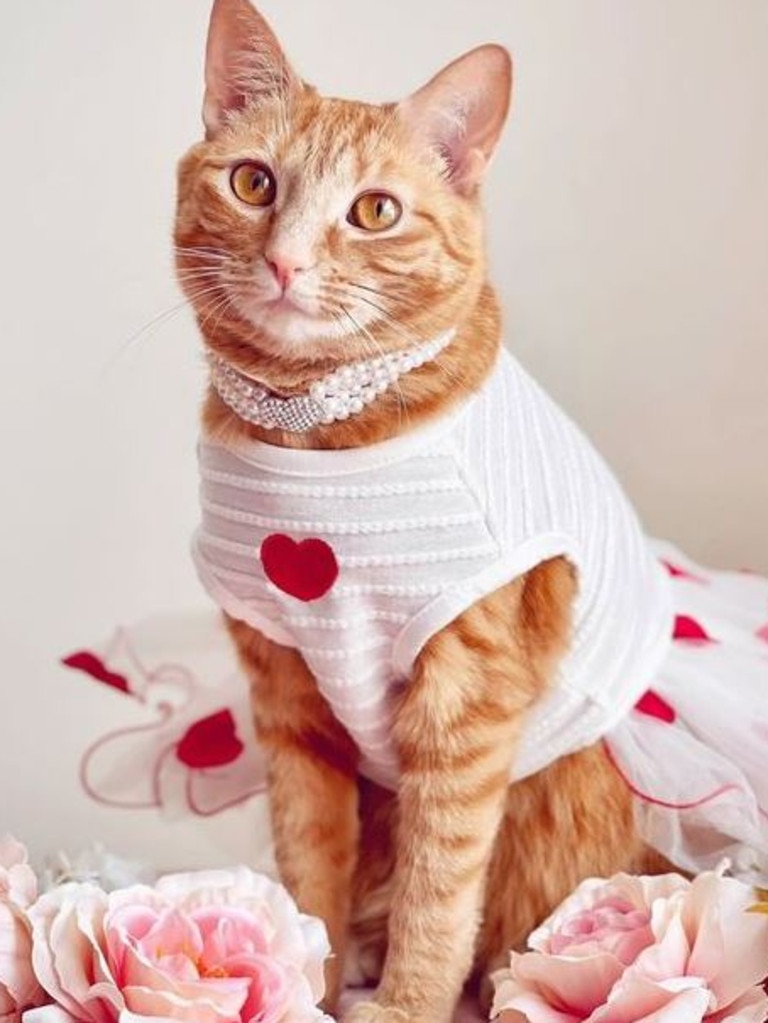 Princess Honey Belle the rescue cat who now leads a VERY lavish