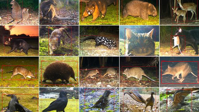 Wildlife from across Tasmania that have been captured by our network of wildlife cameras. Picture: Kenji Sabine/UTAS