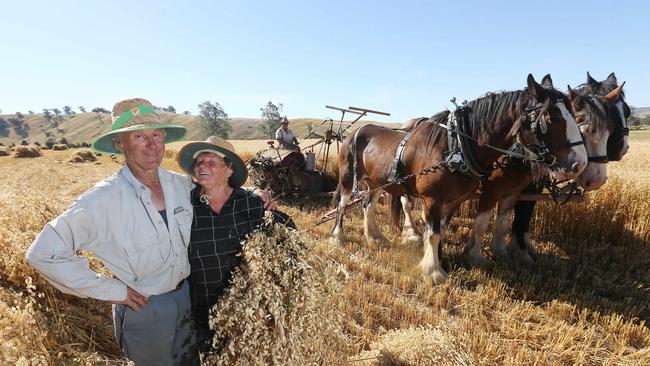 <s1>Three horsepower: Bill and Vicki Higgins, from Woodfield, pause as Clydesdales Sonny, Finn and Toby do the hard work with Ashley Swan’s early-1900s Sunshine reaper binder to harvest their 1.2ha oat crop. Picture: Yuri Kouzmin</s1>