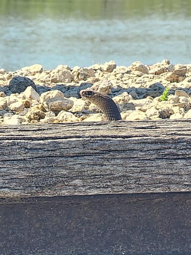 A snake has been spotted at Murray Bridge's popular public space Sturt Reserve. Photo: Facebook.